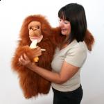 Orang Utan - click to enlarge