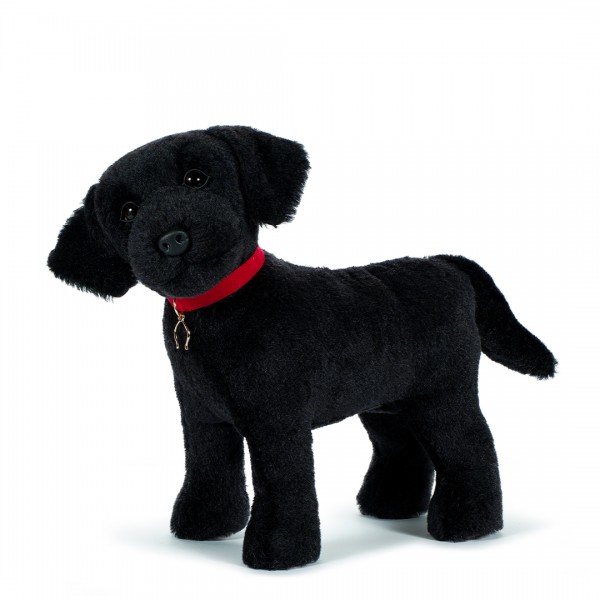 Black Labrador
