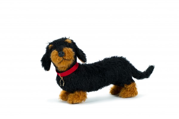 Dachshund