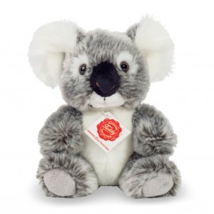 Koala - sitting